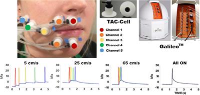 Functional Connectivity Evoked by Orofacial <mark class="highlighted">Tactile Perception</mark> of Velocity